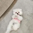 كلاب بومرينيان تي كب Pomeranian للبيع