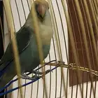 طير روز نادر وصحته ممتازه