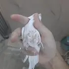 بادجي هولندي