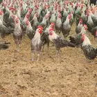 بيض فيومي شبابي سلاله صاقيه مخصب كميات