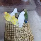 سته فروخ ببغاء روز