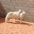 رخله جزعه وفحل طيب على شرط يقرع. وثني