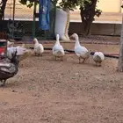 بط بكين للبيع العدد 3