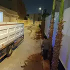 تركيب النخل الزينه الواشنطني