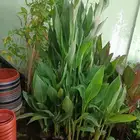 زراعه وتنسيق