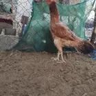 دجاج سنود