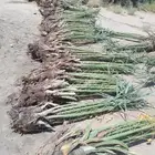 يوجد لدينا فسايل نخيل مثمره اخلاص وسكري وصقعي وبرحي