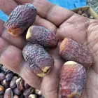 صقعي وبرني العلا