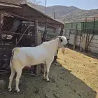 فحل بيشي أكحل جرم ومد للبيع