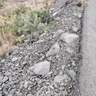 تين شوكي بيع للباحه