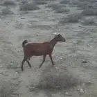 شاه دهماء معزا