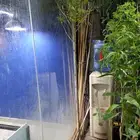 شتلات زنزلخت شماسي