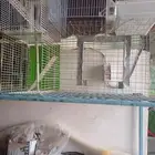 شبك طيور للبيع