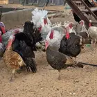 ديوك رومي