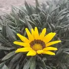 السلام عليكم عمل مسابح وتنسيق حدائق فلل استراحات