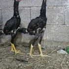 فروخ شامو