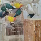 جمله روز فواخر مشكله