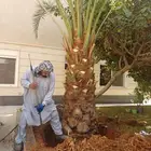 قلع وغرس وترحيل جميع انواع النخيل