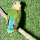 روز اليف