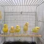 انثى اناثي كناري سوري