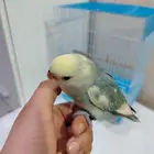 طير روز اليف هدد