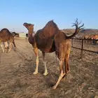 ابل عوادي مشروطه