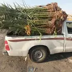 نوفر جميع انواع النخيل المثمره