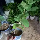 شتلات تين مديني بلدي ( حماط )