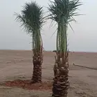نخل للبيع توريد وزراعه نخل مثمر