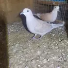 جوز قماري للبيع