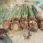 توريد وزراعة النخيل بأنواعه