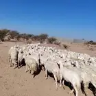 غنم حري حرشش كفو