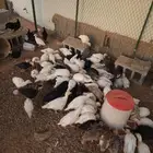 صوص رومي عمر شهر