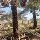 توريد وتركيب جميع انواع النخيل وبناء الحجر طبيعي