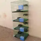 محاكر حمام وصوص دجاج