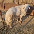 ماشاءالله تبارك الرحمن خروف فحل مشروط للبيع