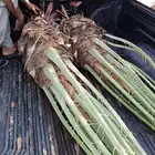 نخل فسايل فروخ نخل للبيع مثمر نخيل القصيم