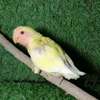 روز لاتينو