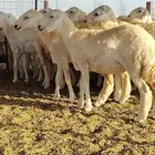 رخال حريات العدد 50 راس