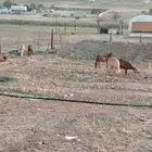 سواكن ب 1200 جملة