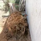 نخيل واشجاروتقليع وتوريدوثيل طبيعي