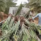 توريد جميع النواع النخيل العربي