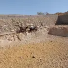 تيس وعنزين