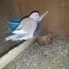 جوز قمري