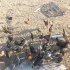 دجاج