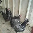 دجاج عربي ( قزم _ حباحب )