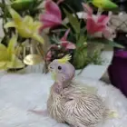 فرخ كروان لاتينو عيون حمر