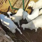 طليان أعمارها 4 5شهور