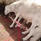 فحل طيب شرط يقرع الفحل رباع مكسر التانيه