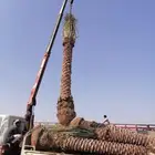 نخل للبيع جميع انواع أنخيل